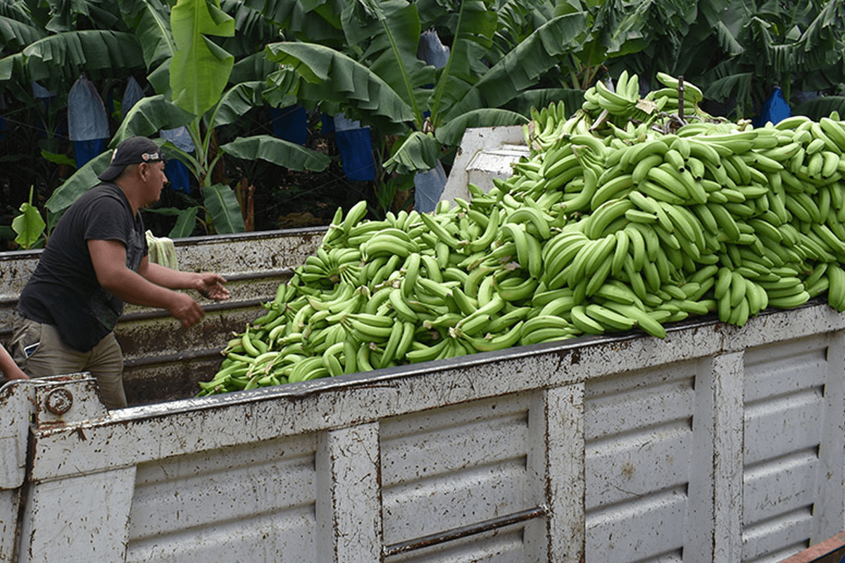 donacion-banano-san-pedro-sacatepequez-julio-2022