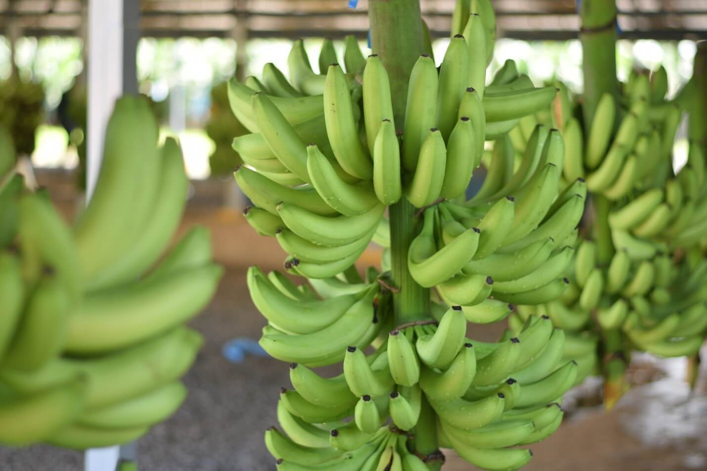 Desarrollo-Sostenible-del-Cultivo-de-Banan